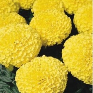 Тагетес прямостоячий Discovery Yellow